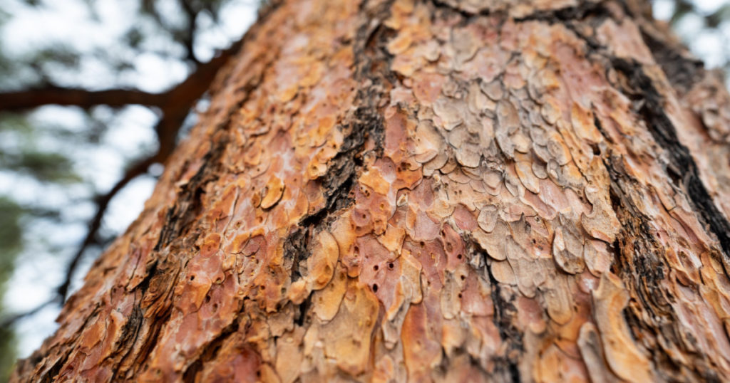 Ponderosa pine bark in southern Utah
