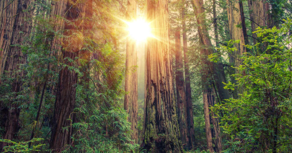 Sunny Redwood Forest in Northern California, United States. Forestry Theme.
