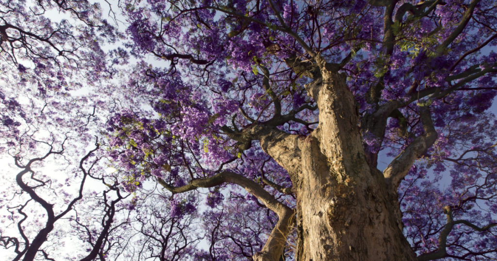 Jacaranda tree trunk with small flowers and the sky
