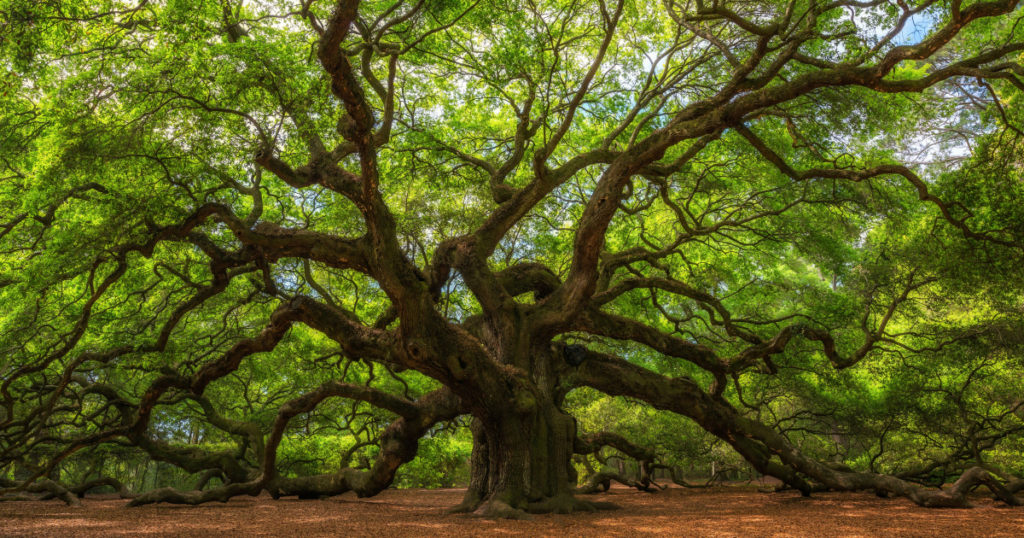 Angle Oak Tree in Johns Island, South Carolina.
