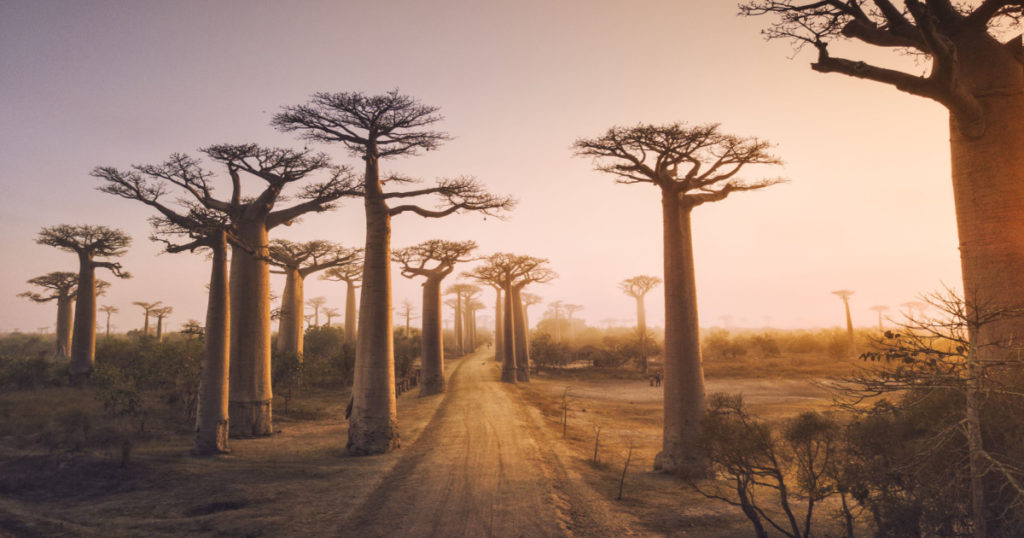 Beautiful Baobab trees at sunset at the avenue of the baobabs in Madagascar
