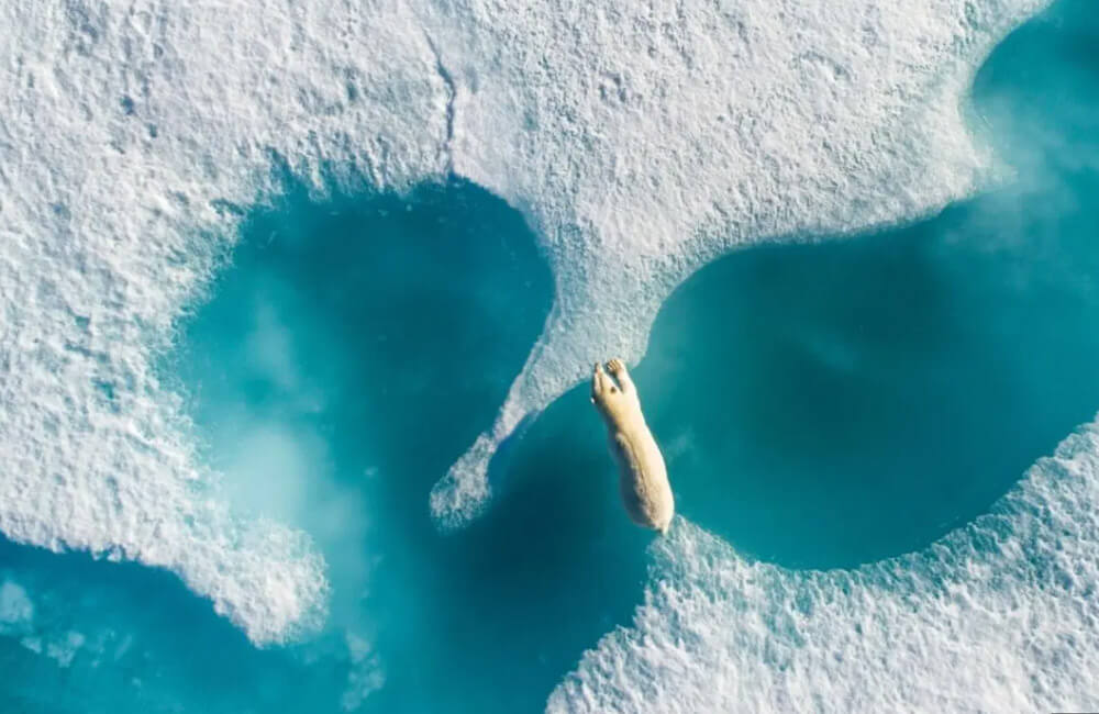 drone photography - Florian Ledoux secured the top prize at the Drone Awards with the photo titled "Above the Polar Bear."