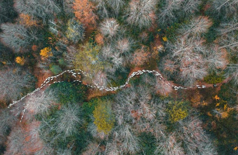 drone photography - Forest Path