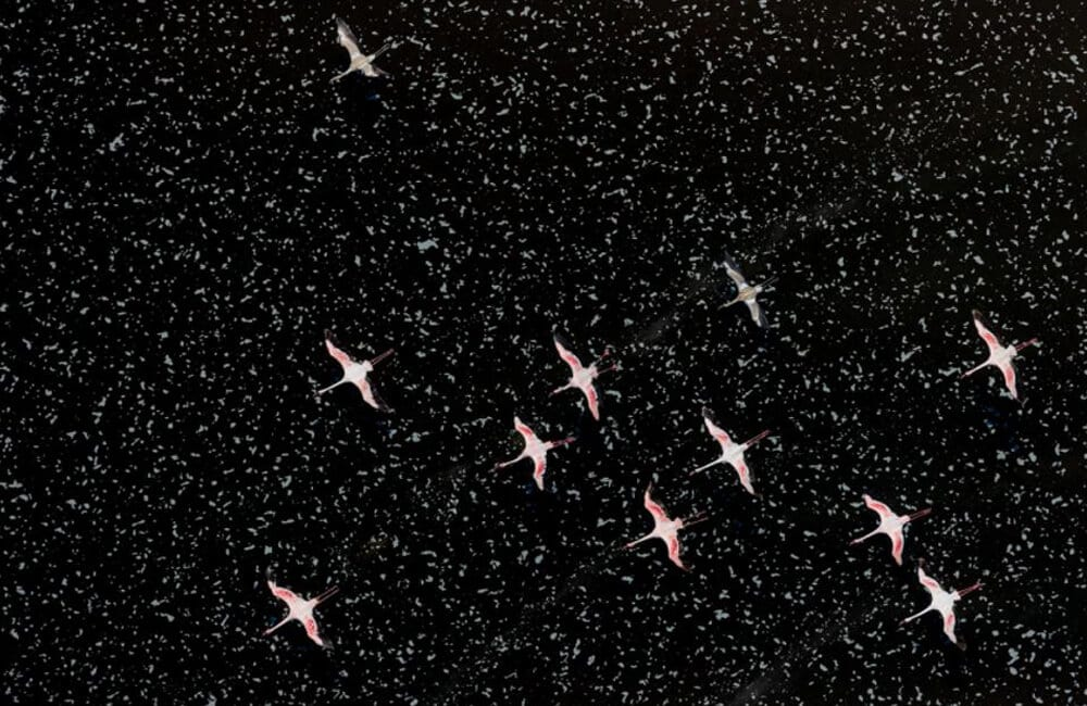 Outer space flamingos