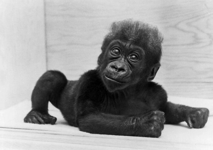 Born in 1956, Colo became a symbol of successful captive breeding efforts. Her remarkable journey continued until 2017, when she passed away, holding the title of the oldest known gorilla at the time.