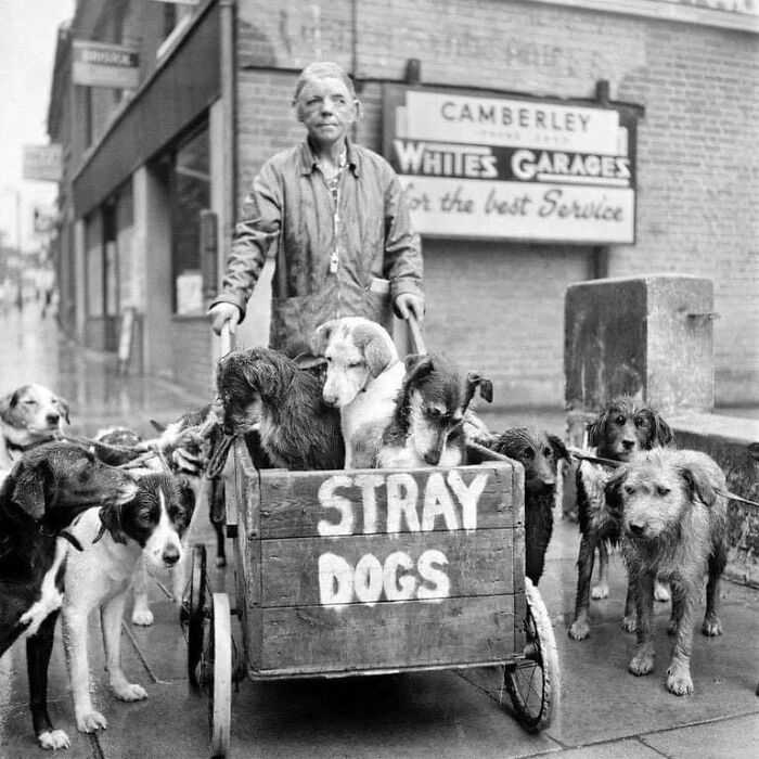 In a touching portrait from 1962, Camberley Kate stands amidst her pack of stray dogs in England, embodying compassion and dedication.