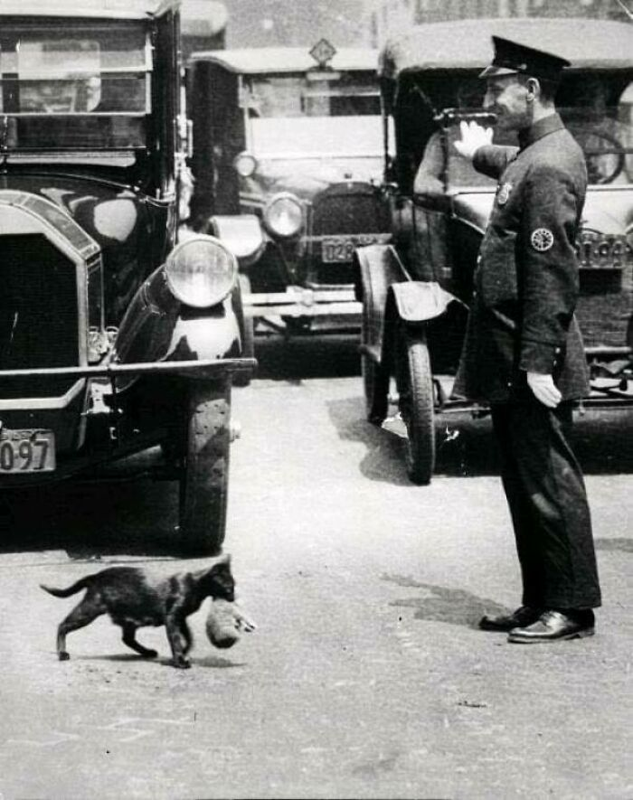 historical photos - An officer halts traffic to honor a cat's motherly journey across the street, cradling a precious kitten, 1925