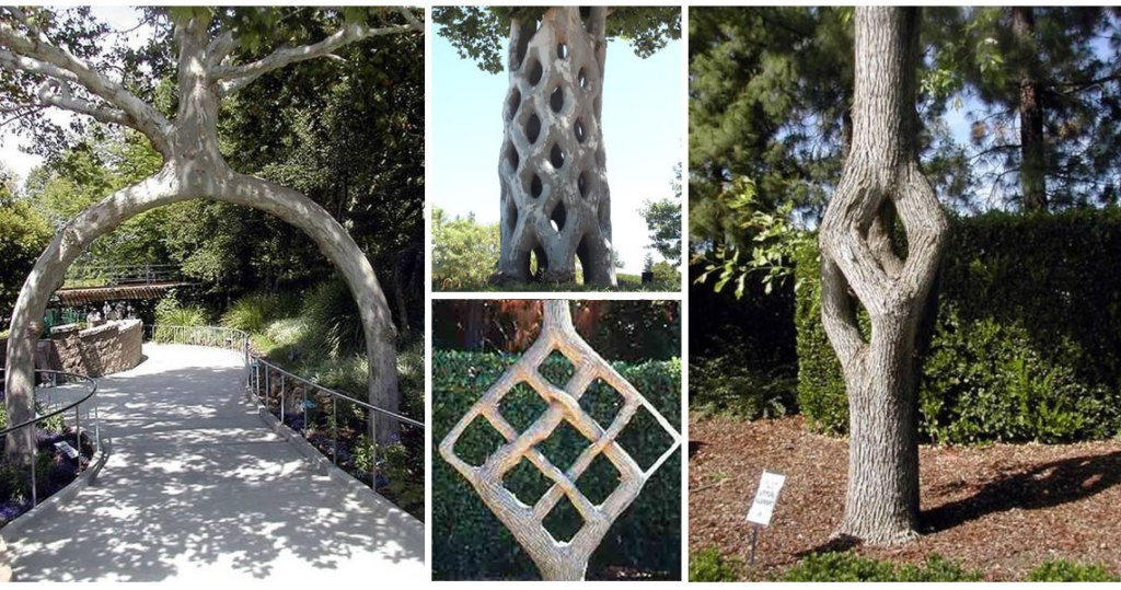 Axel Erlandson Art Trees, California