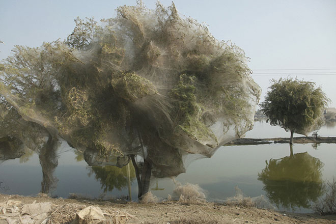 Spider Trees, Pakistan