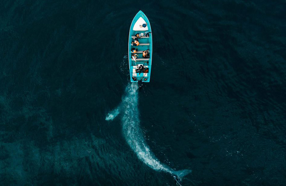 drone photography - Gray Whale Plays Pushing Tourists