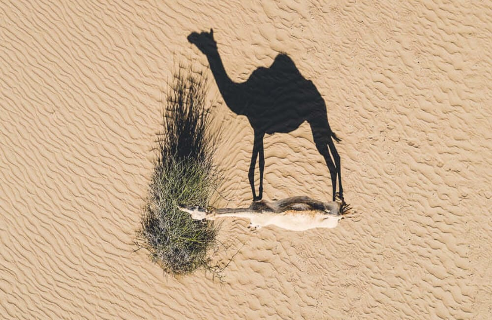 Camel's Shadow