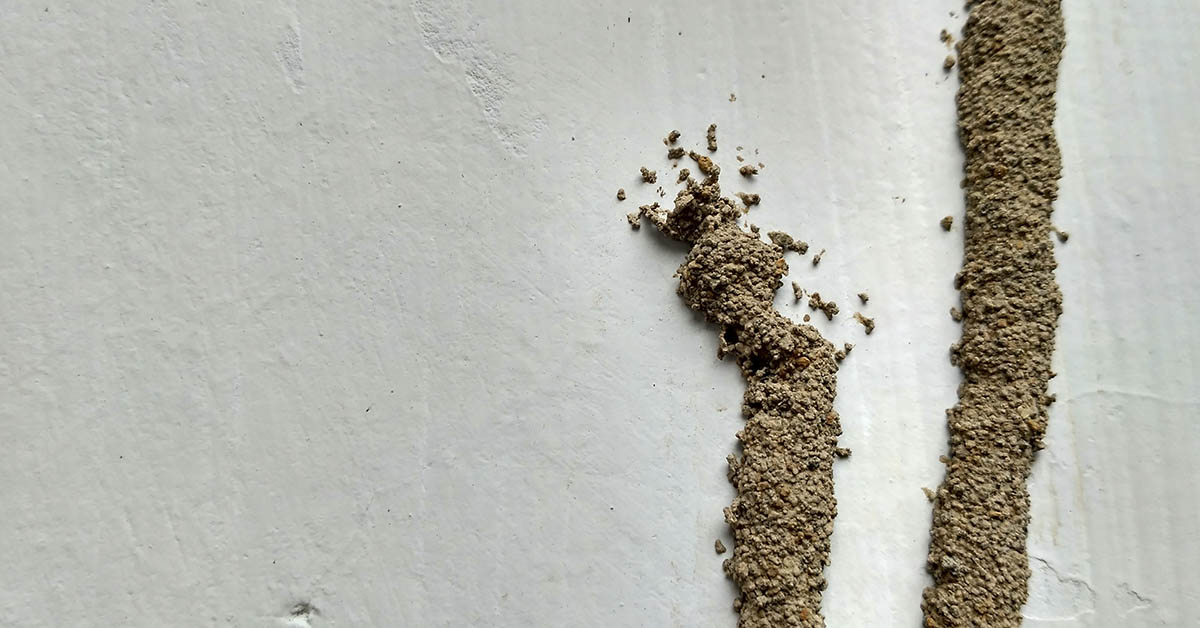 termite tubes on white wall