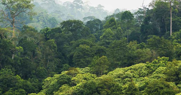 Woman Accidentally Captures Photo of ‘Night Marcher Demon’ While Running Through Rainforest - Featured image