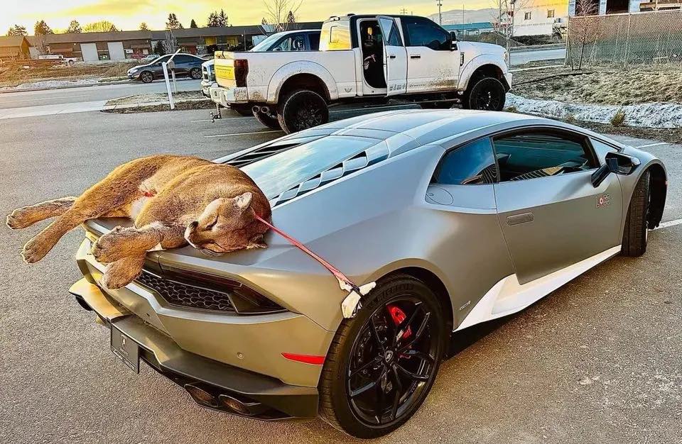 Mountain lion tied to back of a Lamborghini