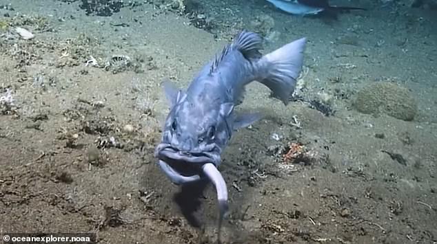 Grouper eating a shark