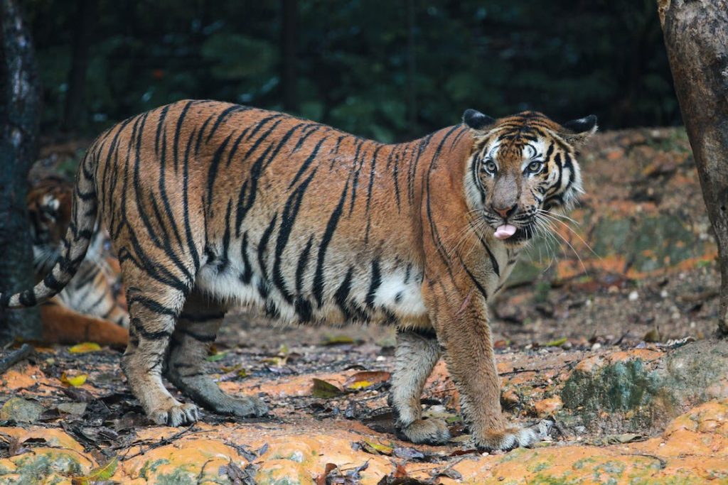 unsettling facts - a tiger that killed many humans