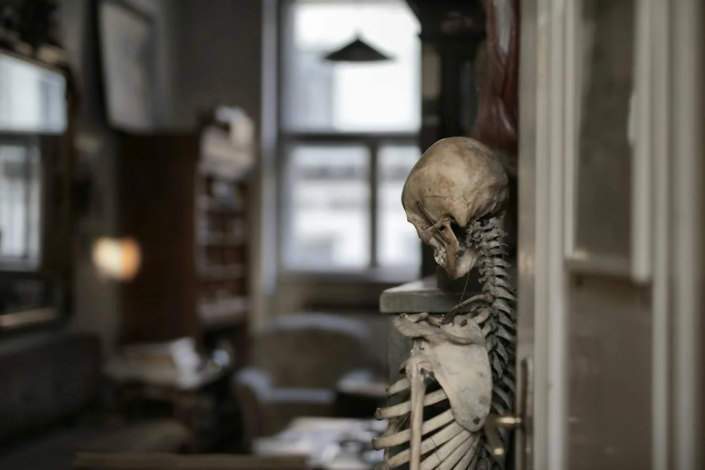 Old human skeleton in museum room
