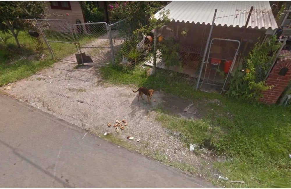 A dog munching on discarded bagels. Dogs will eat anything, won't they?