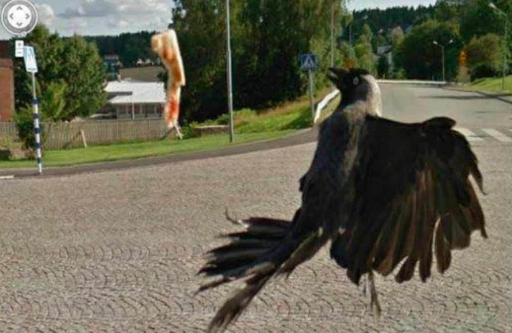A bird enjoying a pizza crust—just a funny moment captured by Google Street View.