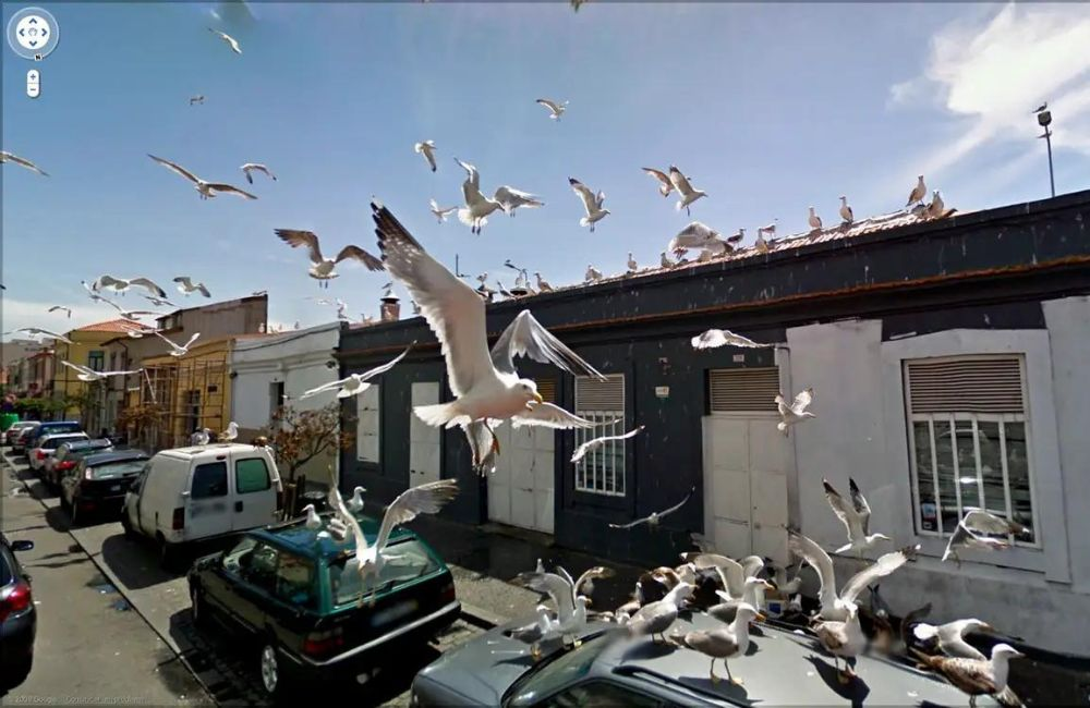 Seagulls swarming cars? Sounds like a scene from a horror movie, but it's just a weird Google Street View snapshot.