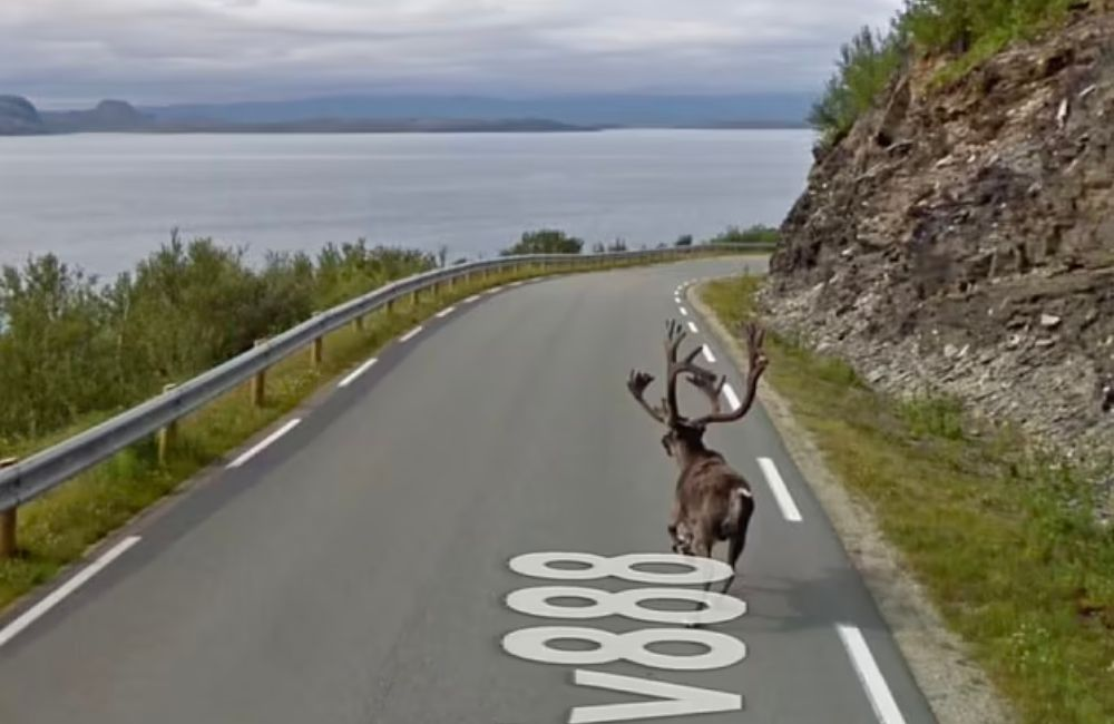 This photo from Norway shows a stag running away from the Google Street View car.