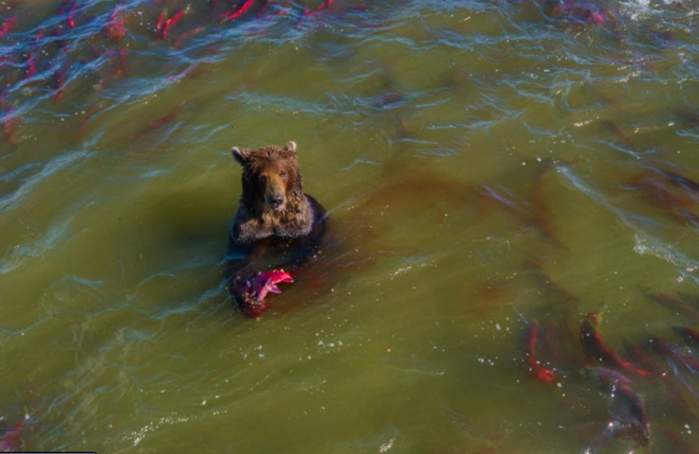 In Kamchatka, Russia, Kurile Lake is home to plenty of wildlife, including bears.