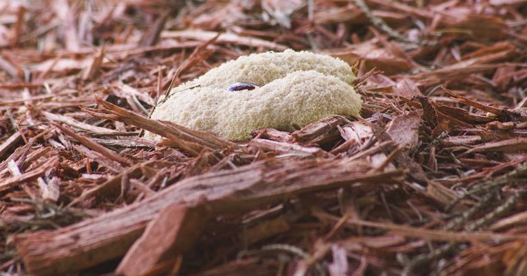 What’s That White Stuff on Your Mulch? Here’s What You Need to Know. - Featured image