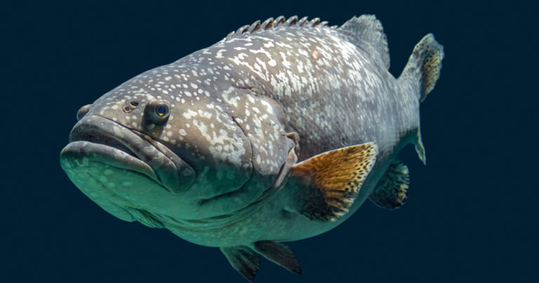 Footage of Gigantic Grouper Devouring Shark Caught on Camera - Featured image