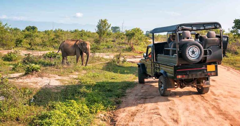 American Tourist, 79, Killed By Elephant While on Safari - Featured image