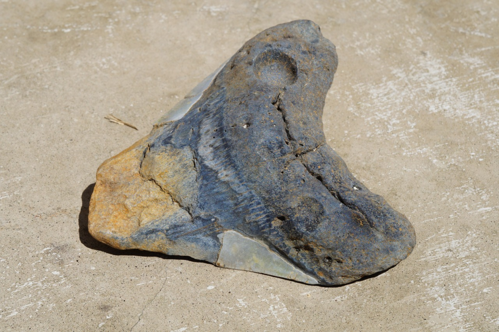 Megalodon tooth