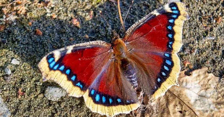 If you See These on Your Plants. Don’t Touch Them - Featured image