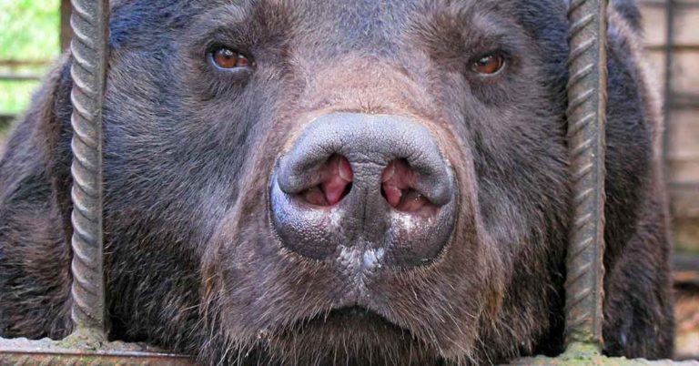 Circus Bear On Hoverboard Attacks Handler, Pinning Him To The Ground - Featured image