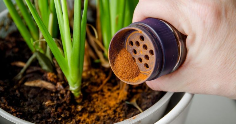 Bizzare Gardening Hacks That Actually Work - Featured image