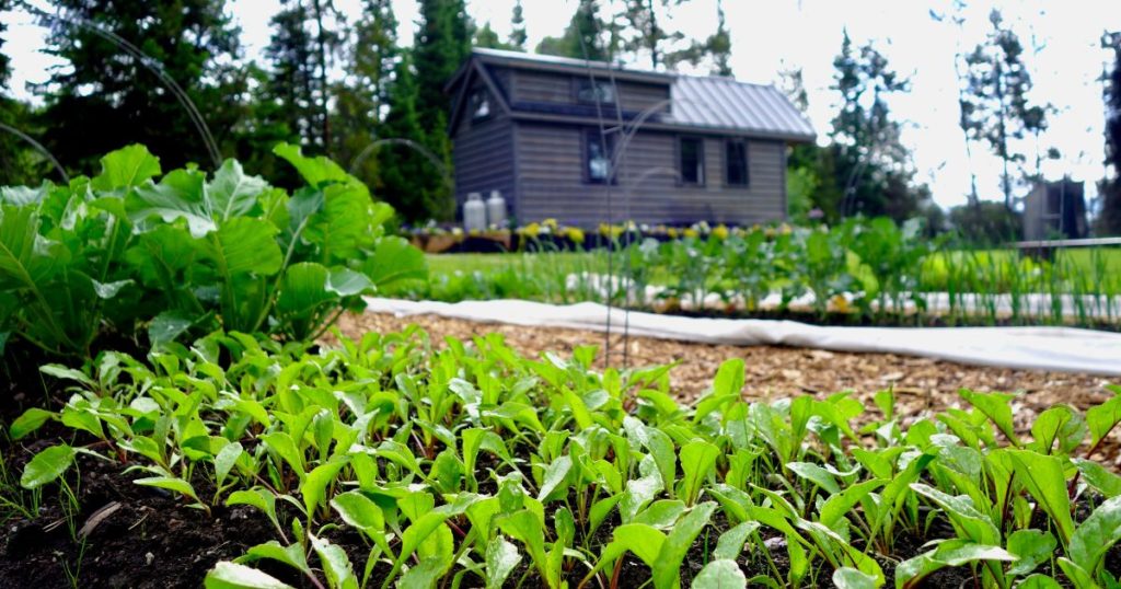 What Are the Pros and Cons of Living Off-grid? - Featured image