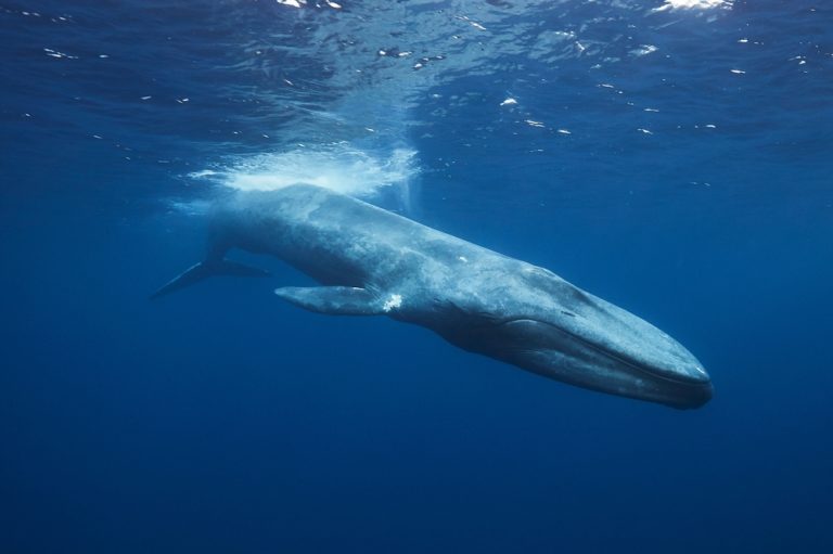 Why Giant Creatures Like Whales Are Less Likely to Get Cancer - Featured image